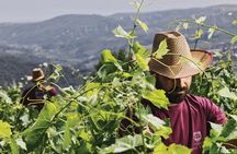 The Best Winery & Tasting Tour in Nemea.Enjoy a unique all day wine tasting tour