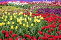 Amsterdam Private Sightseeing Tour to the Keukenhof 