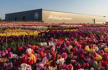 Private Tour to Tulips, Keukenhof, Windmills & Cheese Farm