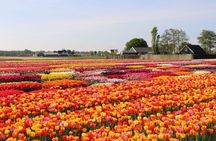 Private Tour to Tulips, Keukenhof, Windmills & Cheese Farm