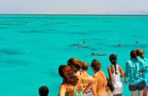Key West Dolphin and Snorkel Experience 