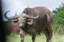 3 Days & 2 Nights Tsavo East & West by Humphrey Ndungu Tour's