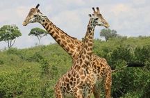 3 Days & 2 Nights Tsavo East & West by Humphrey Ndungu Tour's