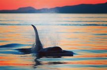 Parksville Sunset Whale and Wildlife Adventure