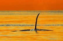 Parksville Sunset Whale and Wildlife Adventure