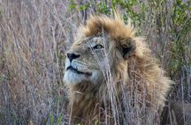 Kruger National Park - 1 Day (Open Vehicle)