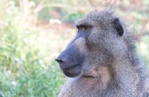 Kruger National Park - 1 Day (Open Vehicle)