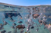Moreton Island Eco Marine Safari Cruise and Snorkel