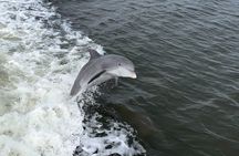 Marco Island Dolphin & Eco Tour – Private 2 Hour Wildlife Cruise
