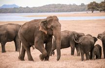 From Ella: YALA SAFARI TOUR & Galle/Mirissa/Tangalle transfers