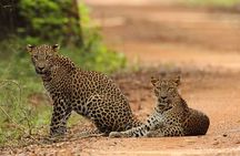Yala National Park | Private Safari