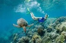 Fly in and Fly out Great Barrier Reef Cairns Day Tour