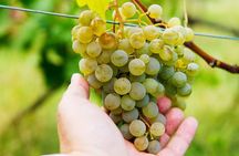 Whole day Wine Tour to Kakheti from Tbilisi