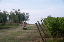 Tasting with welcome Aperitivo in the vineyard of organic wines