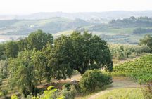 Tasting with welcome Aperitivo in the vineyard of organic wines