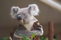 Melbourne Phillip Island 1 Day Tour