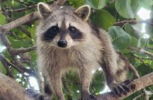 Raccoon Island Exploration on SUP/Kayak