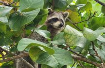 Raccoon Island Exploration on SUP/Kayak