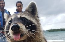 Raccoon Island Exploration on SUP/Kayak