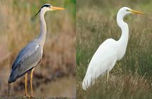 Bird Watching Tour Dubai