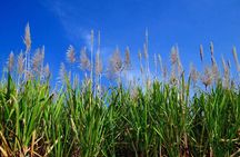 Mauritius Full-Day Private Island Tour