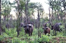 Kruger National Park - 2 Days (Open Vehicle)