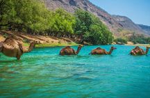 Salalah City Tour 