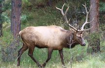Trail Ridge Road Rocky Mountain National Park Private Tour