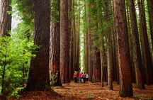 Fruit Picking & Nature Private Tour Yarra Valley & Warburton