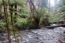 Fruit Picking & Nature Private Tour Yarra Valley & Warburton