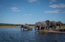 From Livingstone, Victoria Falls or Kasane - Chobe Day Tour