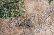 From Livingstone, Victoria Falls or Kasane - Chobe Day Tour