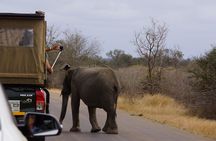 Kruger Park 3 Day Safari from Maputo (Open-backed Safari Vehicle)