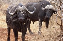 Kruger Park 3 Day Safari from Maputo (Open-backed Safari Vehicle)