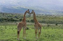 3-Day Meru National Park Private Guided Safari Tour