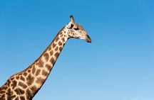 The Mosi oa Tunya National Park Game Drive