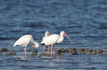Everglades Kayak & Canoe Rentals