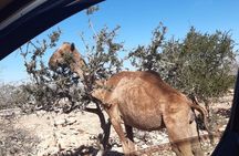 A drive outside Essaouira and a visit to the argan trees