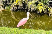 Ormond Beach Manatee and Nature Tour Kayaking or Paddle Boarding