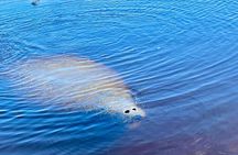 Ormond Beach Manatee and Nature Tour Kayaking or Paddle Boarding