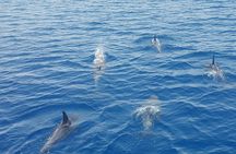 Key West's Favorite Afternoon Dolphin Sail