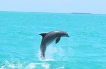 Key West's Favorite Afternoon Dolphin Sail