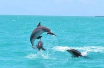 Key West's Favorite Afternoon Dolphin Sail