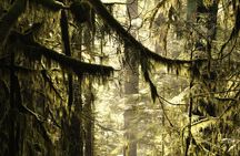 Whistler: Coastal Rainforest Walk
