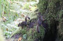 Whistler: Coastal Rainforest Walk