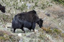 Private 13 Days Manaslu Circuit Trek