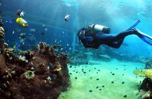 Shore Dives in Sharm El Sheikh Red Sea
