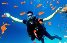 Shore Dives in Sharm El Sheikh Red Sea