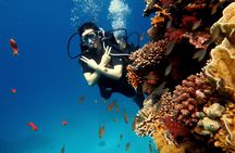Shore Dives in Sharm El Sheikh Red Sea