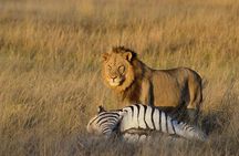 2-Day Safari trip to Hwange National Park from Victoria Falls